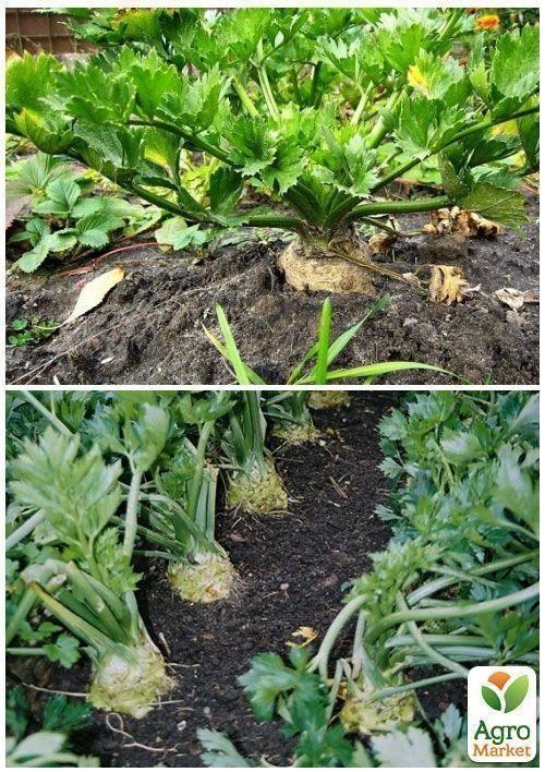 На развес Сельдерей корневой "Яблочный" ТМ "Весна" цена за 2г - фото 4