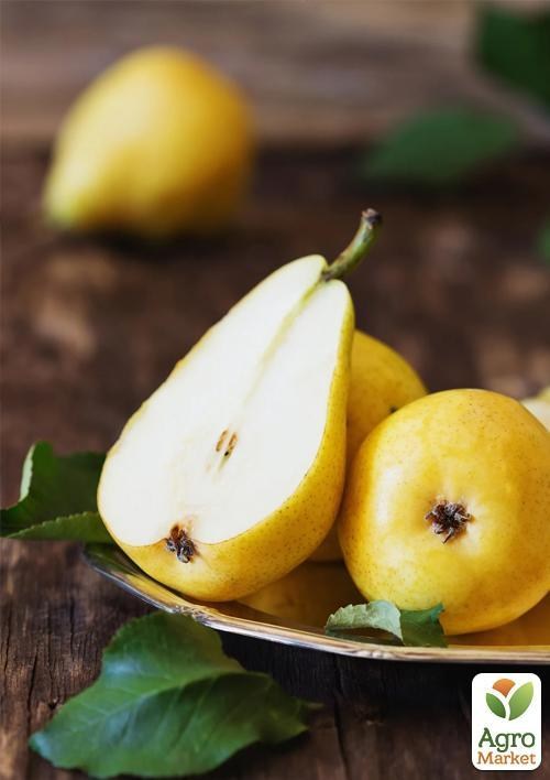 Эксклюзив! Груша желто-золотистая "Сладкий аромат" (Sweet aroma) (французская селекция, премиальный высокоурожайный сорт) - фото 2