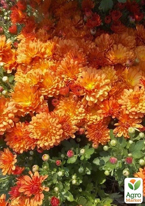 Хризантема Садовая "Fonti Orange" (горшок ф12 высота 20-30см)