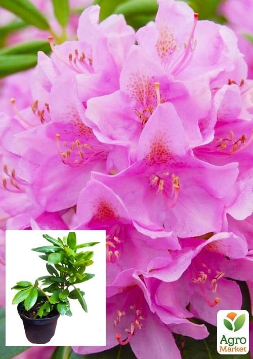 Рододендрон "Roseum elegans" 2 летний  (розовый) С1,5 высота 18-30см