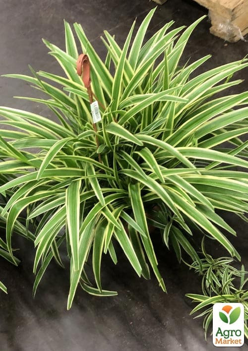 Хлорофітум кімнатний "Variegatum" 35-45см - фото 6