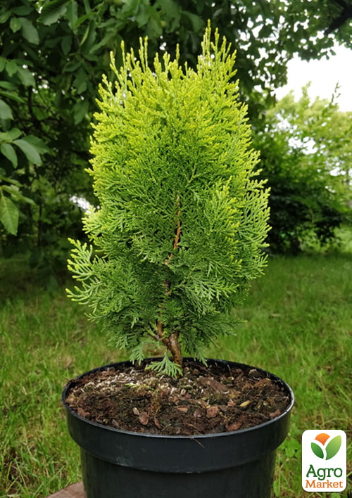 Туя восточная "Aurea Nana" (ком/сетка) высота 60-80 см - фото 4