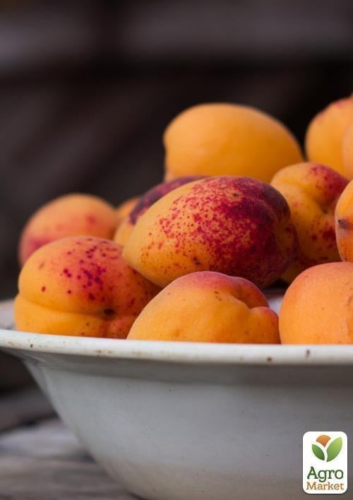 Абрикос "Хар О`Гем"