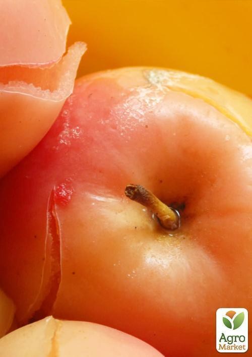 Яблуня "Фукутамі" (літній сорт, ранній термін дозрівання) - фото 3