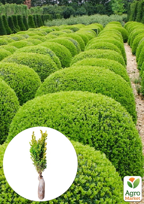 Самшит вечнозеленый 2 х летний саженец