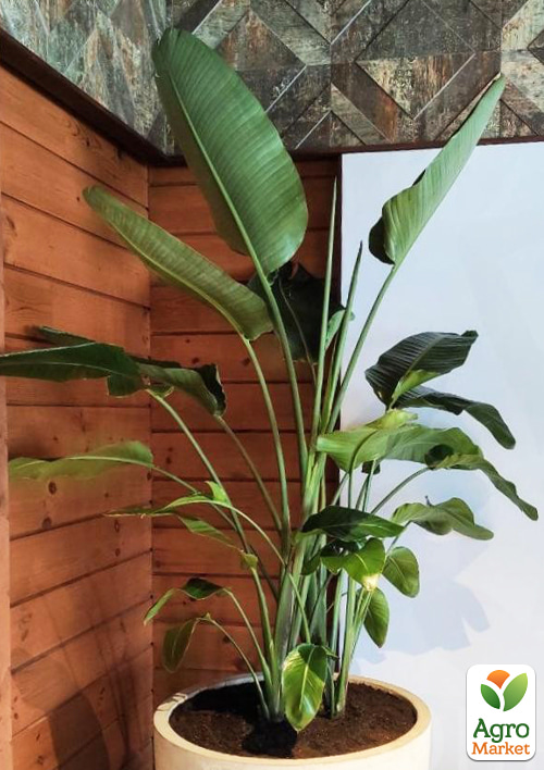 Стрелиция Гигантская "Nicolai" (высота 40-50см) - фото 7