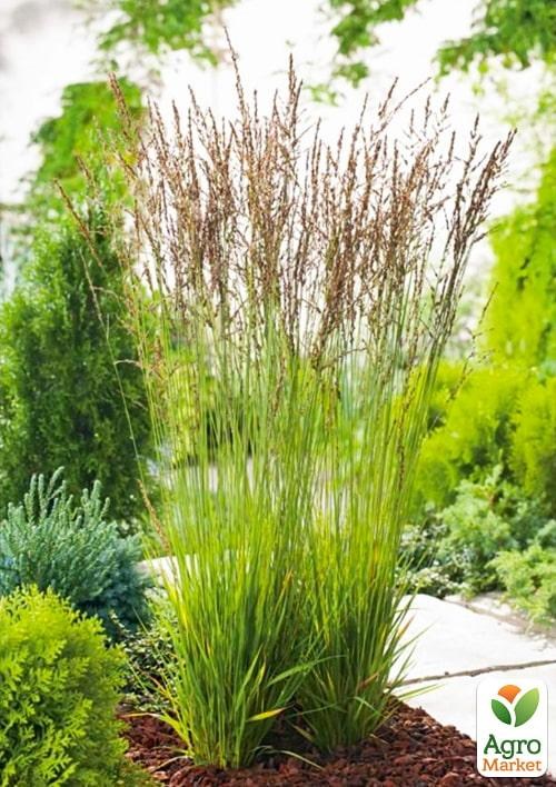 Молінія блакитна "Heidezwerg" вазон С2 - фото 4