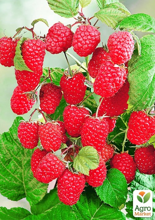 Малина карликовая "Бонбонберри Ямми" (Rubus idaeus BonBonBerry "Yummy") Нидерланды, вазон П12 - фото 3