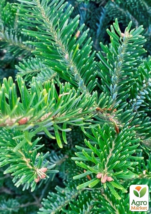 Ялиця Фразера (Abies Fraseri) горщик P9 - фото 3
