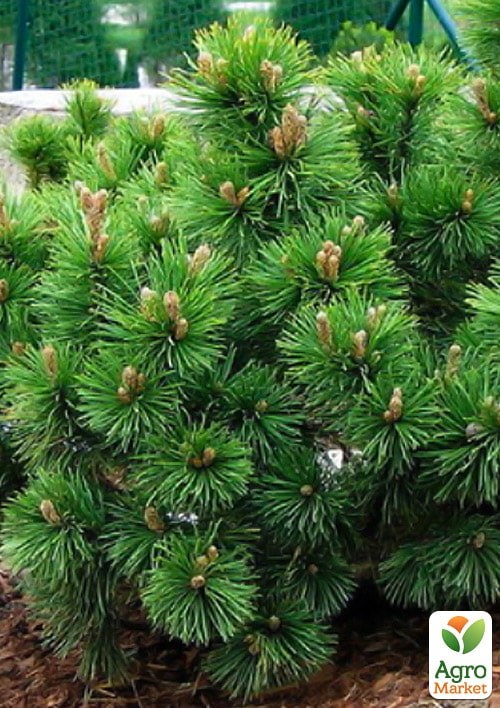 Сосна Карликовая "Pumilio" С10, высота 35-40см - фото 2