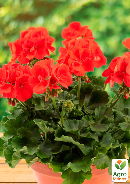 Пеларгонія зональна Compact Line "Signal"