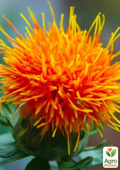 Сафлор "Шафран" (в банке) ТМ "Весна Органик" 5г