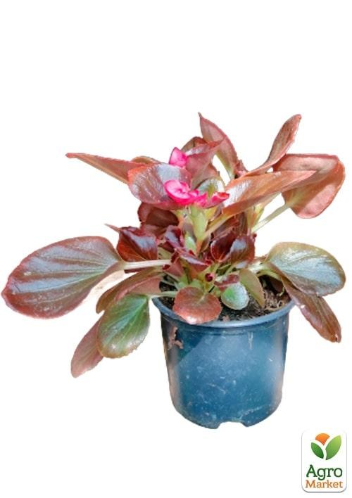 Бегонія вічноквітуча "Cocktail Vodka" 1 шт. - фото 2