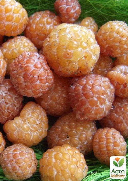 Ежевика желтая " Кумберленд желтый", редкий сорт. - фото 2