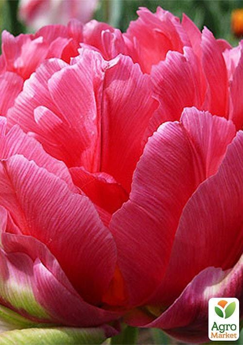 Тюльпан "Chato" 3шт в упаковке - фото 2