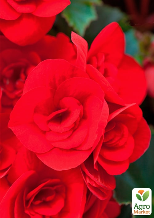 Бегония цветущая "Baladin" - фото 5