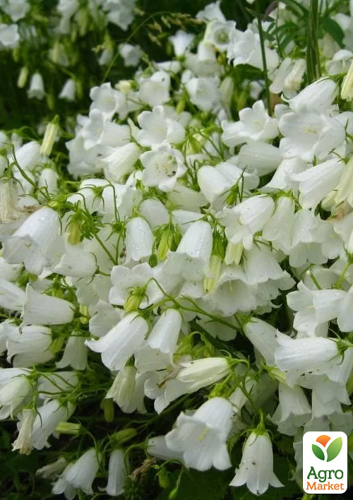 Кампанула "Jingle White"