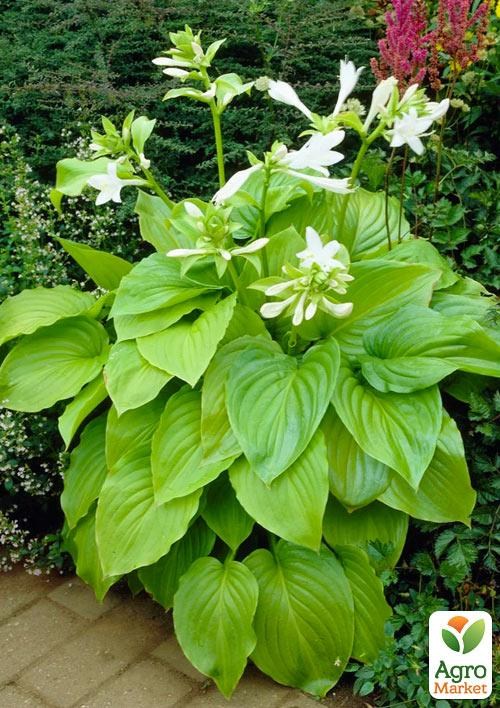 Хоста "Ovata"