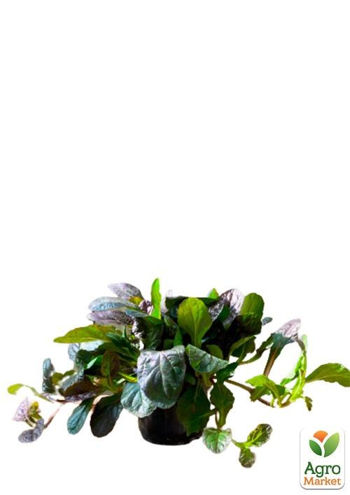 Живучка ползучая "Black Scallop" (эффектный, многолетний  пурпурный ковер) - фото 3