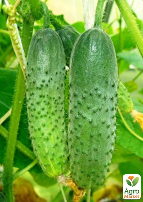 На развес Огурец "Трюкач F1" ТМ "Весна" цена за 1г