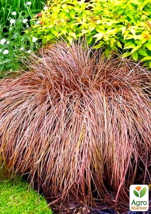 Осока Петри "Milk Chocolate" вазон С2 - фото 4