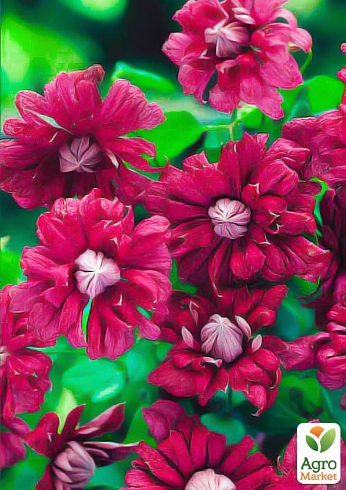 Клематис "Purpurea plena elegans"