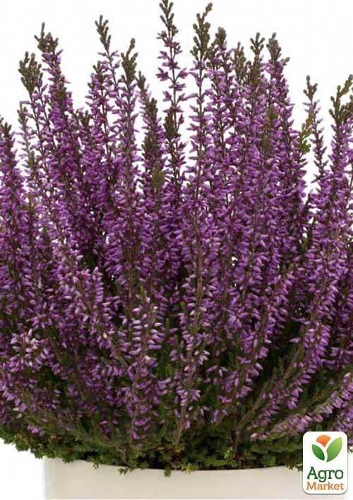 Вереск обыкновенный "Lianne"