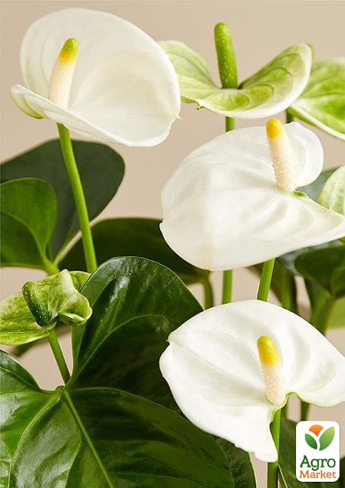 Антуриум (Anthurium) "Oshiro White" - фото 5