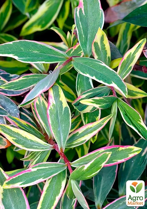 Звіробій Мозера "Tricolor" - фото 3