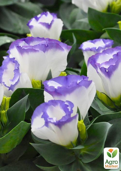 Эустома махровая горшечная "Carmen Blue Rim" - фото 2