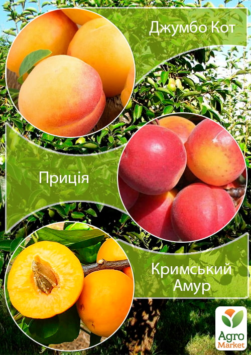 Дерево-сад Абрикос "Джумбокот"+"Приция"+"Крымский Амур"