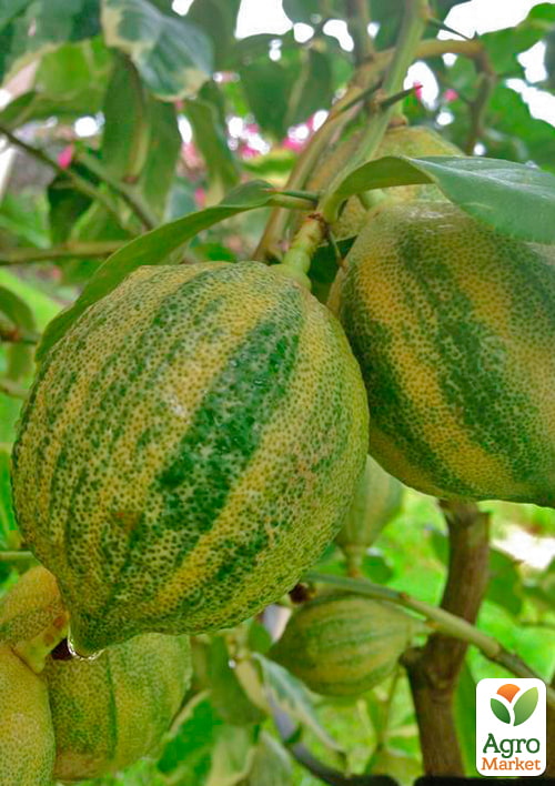 Лайм вариегатный "Tahiti Variegata" (очень сочный, ароматный плод)