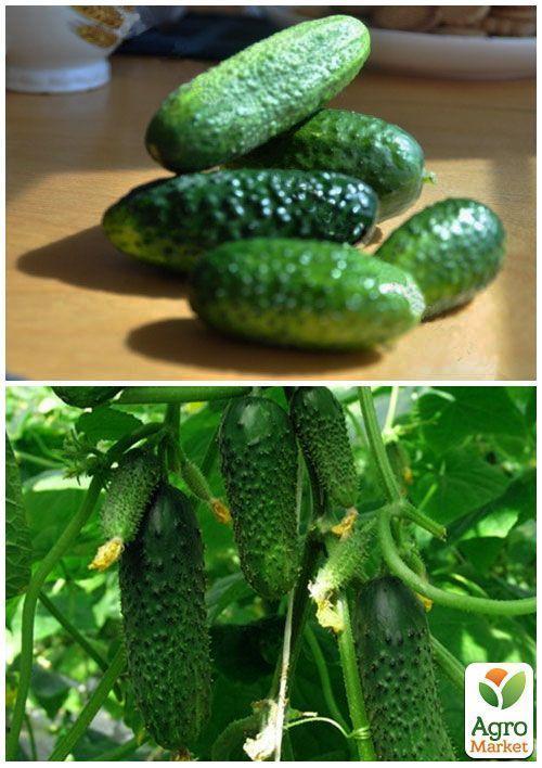 На развес Огурец "Карат" ТМ "Весна" цена за 1г - фото 4