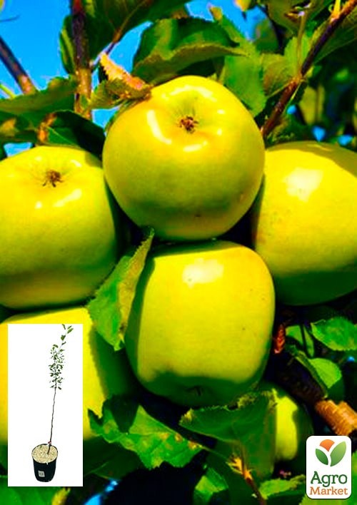 Яблоня "Мутсу" укорененная в контейнере (саженец 2 года)