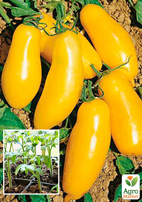 Розсада Томат «Банан жовтий» (фермерське вирощування)