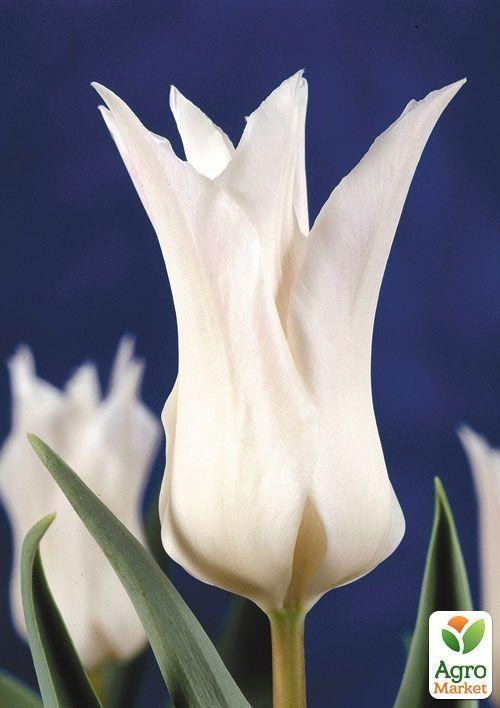 Тюльпан "Tres Chic" 3шт в упаковке