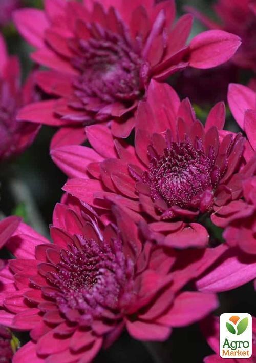Хризантема  "Delano Purple" (низкорослая крупноцветковая)