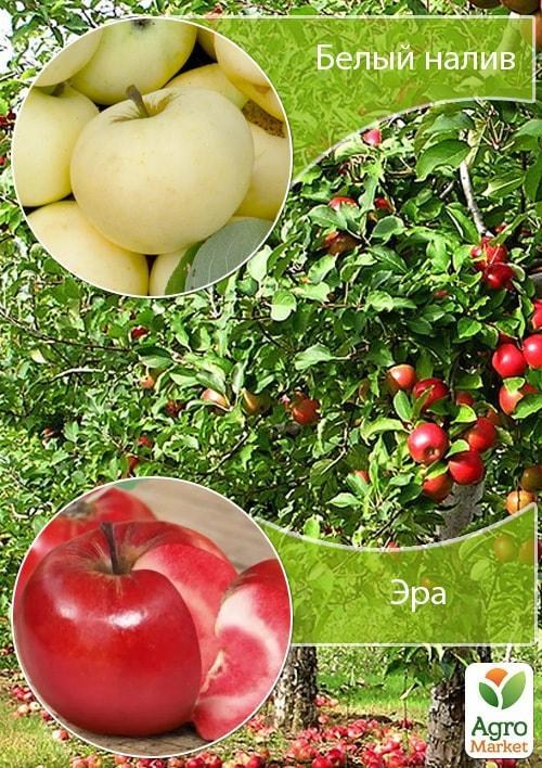 Дерево-сад Яблоня "Белый налив+Эра" 