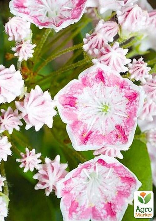 Кальмія latifolia "Hania" - фото 2