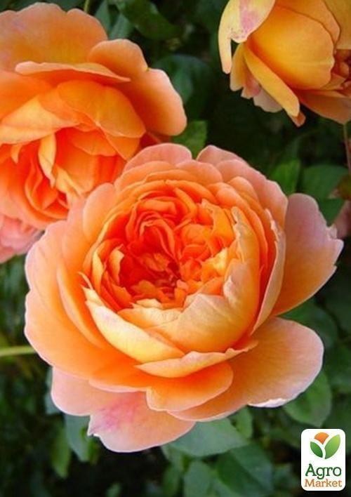 Роза английская "Pat Austin" (саженец класса АА+) высший сорт