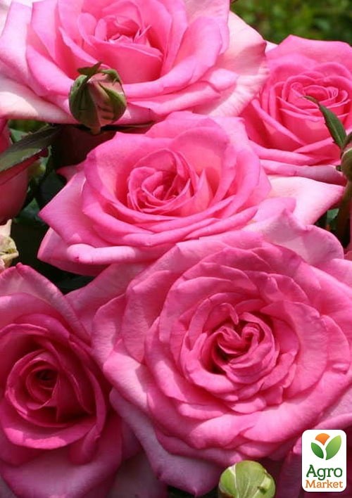 Роза в контейнере чайно-гибридная "Beverly" (саженец класса АА+) - фото 3