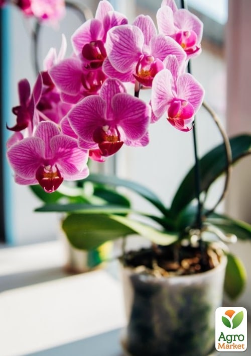 Жидкое удобрение для орхидей COMPO 0,5л (4089) - фото 2