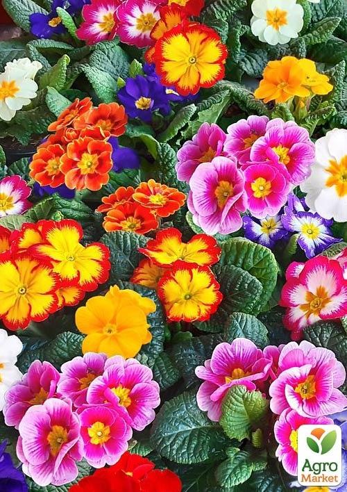 Примула первоцвет "Starflame Mix" 