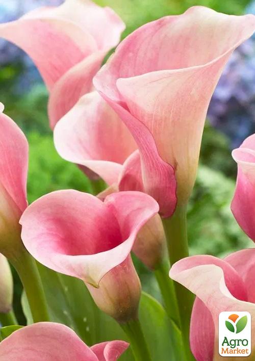 Калла "Crystal Blush" 1шт в упаковке