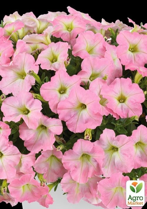 Петуния ампельная Sweetunia "Baby Pink" (контейнер №10, высота 10-15см)