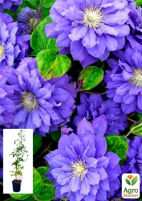 Клематис 3-х річний "Kiri Te Kanawa" С2