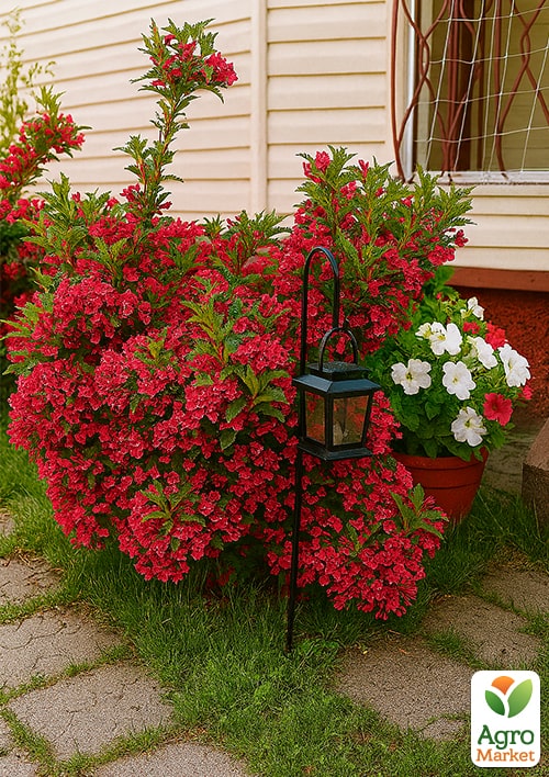 Вейгела "Ньюпорт Ред" (Newport Red) - фото 5