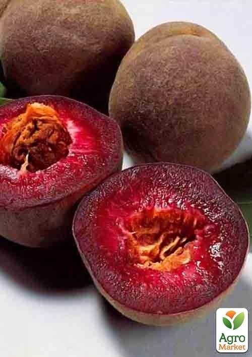 Персик красномясый "Эритрокарпа" укорененный в контейнере (саженец 2 года) - фото 2