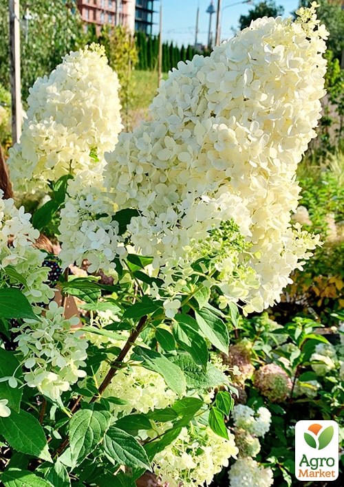 Гортензія 3-х річна волотиста "Magical Matterhorn"
