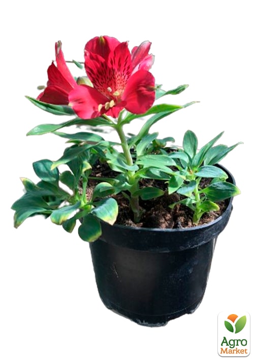 Альстромерія inticancha "Red" (вирощено in-vitro) С1,5 - фото 5